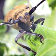 长大了的章柳妹