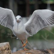 酱缸里游泳的鱼