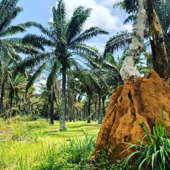 Jardin Botanique De Bingerville Travel Guidebook Must Visit Attractions In Abidjan Jardin Botanique De Bingerville Nearby Recommendation Trip Com