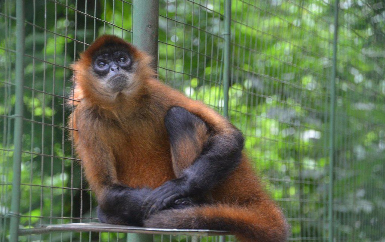Proyecto Asis是一家位于圣卡洛斯的动物收容所，收容所内收留了很多热带雨林的濒危小动物。来
