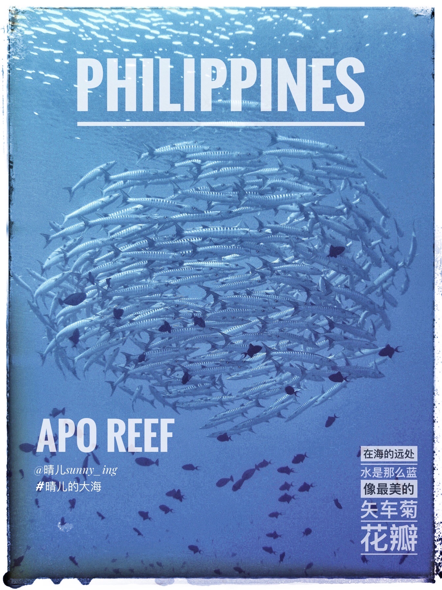Apo Reef🇵🇭｜海是那么蓝 介绍一个菲律宾的小众潜点apo reef，不要和在宿务/薄荷下方的
