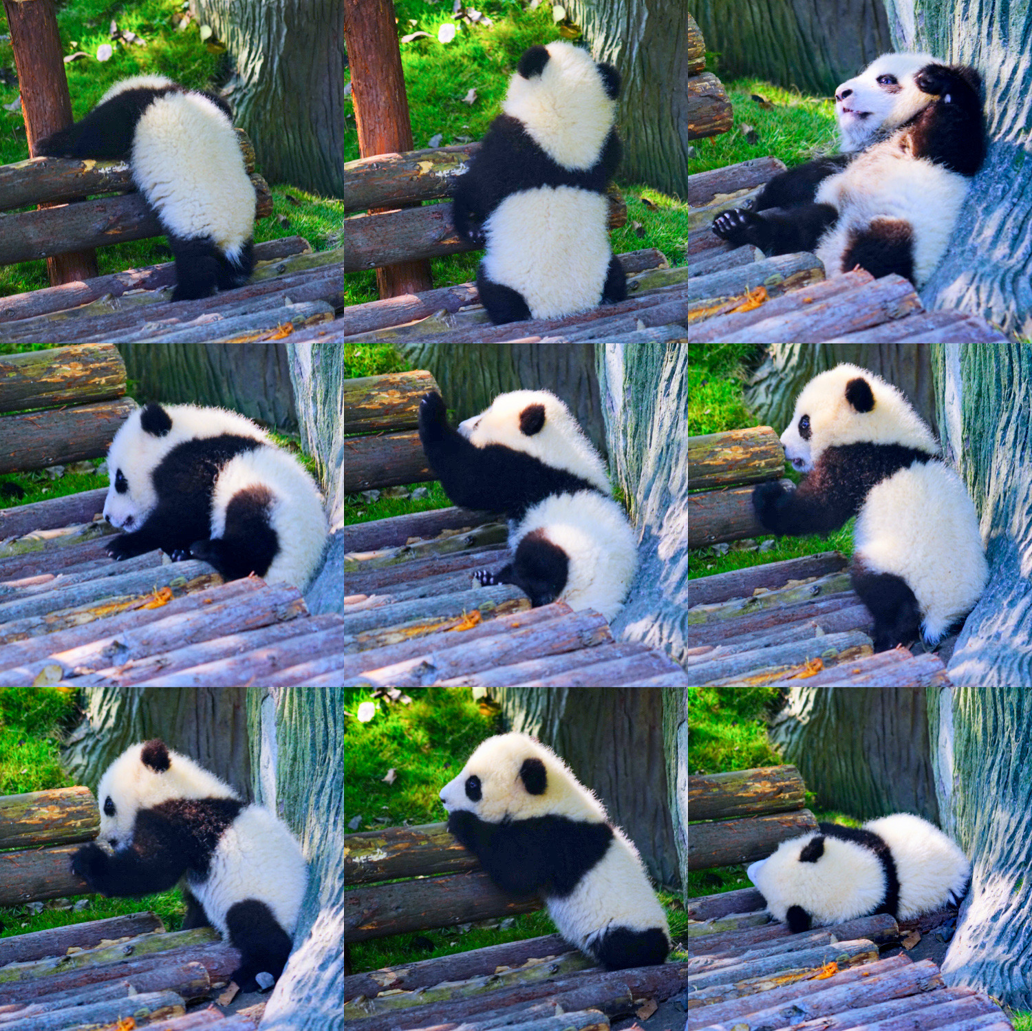 成都 | 我认为它就是全世界最可爱的国宝，熊猫基地攻略  【坐标】 成都熊猫培育基地  【交通】 位
