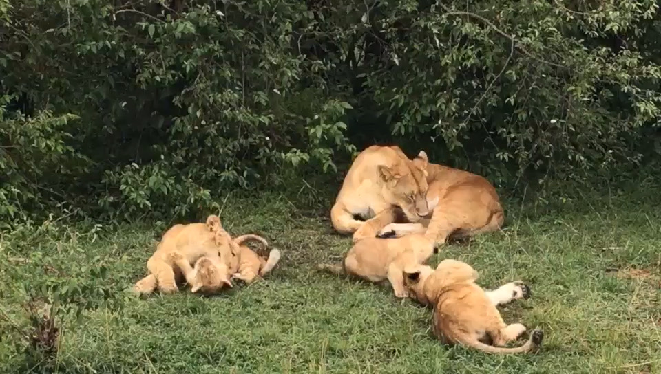路小露的旅行✈️肯尼亚🇰🇪视频篇—辛巴Lion  每日一更#最美非洲#  520❤️辛巴一家来了💕 