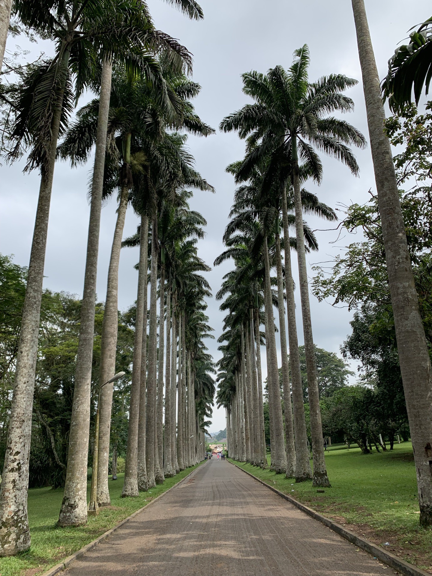 西非加纳首都阿克拉的植物园，两百多年的棕榈王树整齐的排列两旁，见到了很多大大小小的蚁丘，第一次自己摘