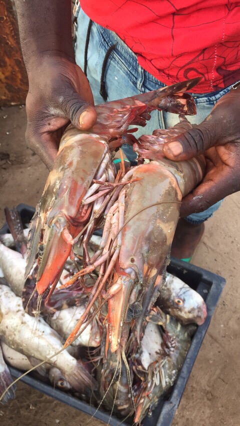 冈比亚-班珠尔，鱼市场，刚刚到岸的渔船上卸下大批鱼🐟，这里就地贩卖，市场环境很差，来到这里会又些不适