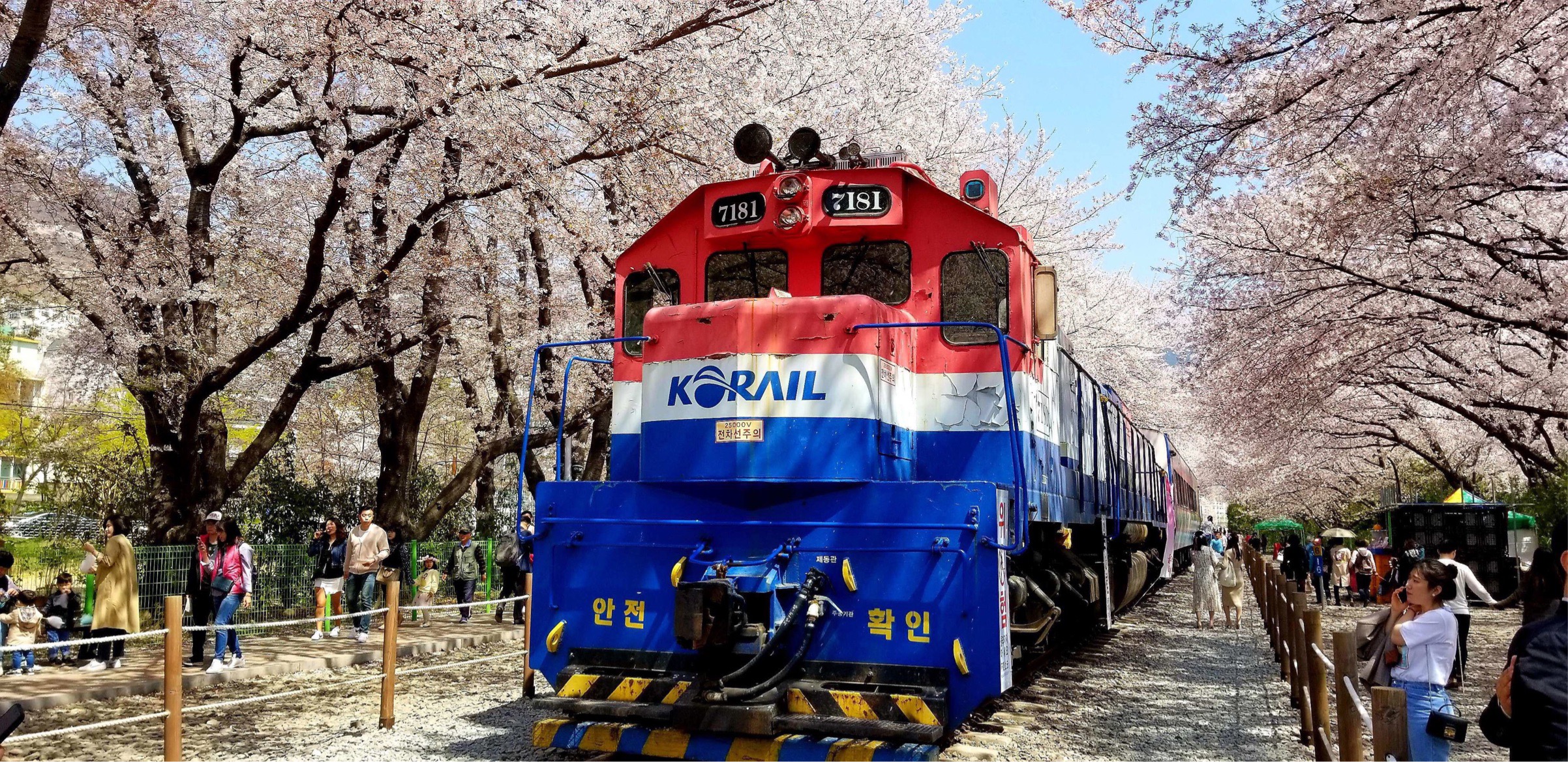 韩国樱花节期间的拍摄照片