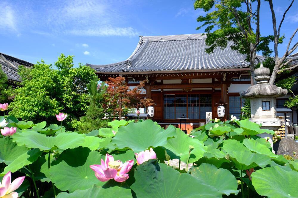 【京都·大莲寺】  七月是莲花的季节。在日本，七月的月花就是莲花，那赏莲的名所就一定不能错过大莲寺，