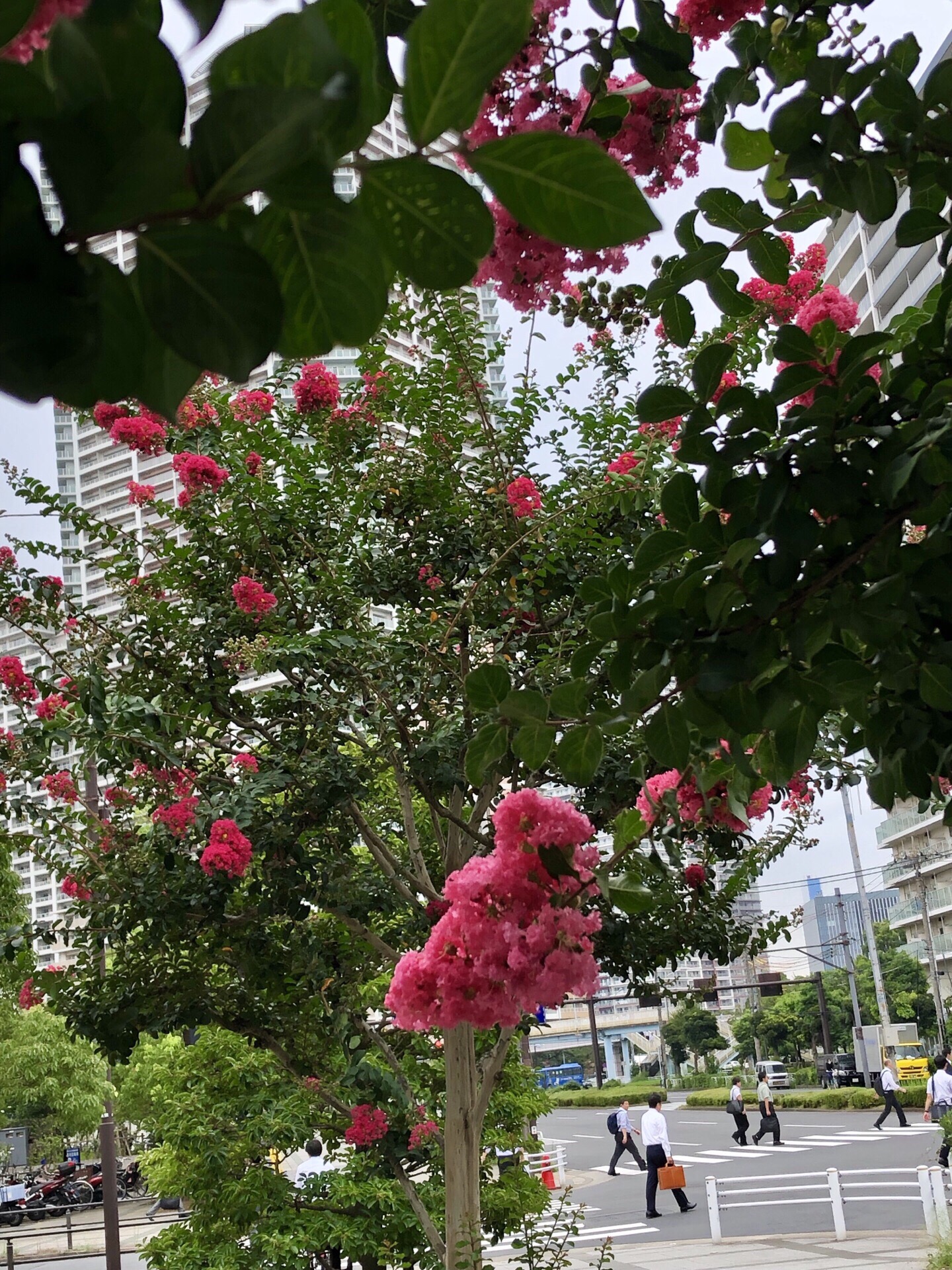 夏末居然有花季，东京江东有花道