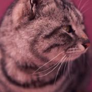 月半倚深秋小夜曲