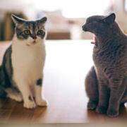 狂战美国一条街