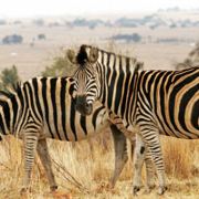 小眼睛也亮晶晶