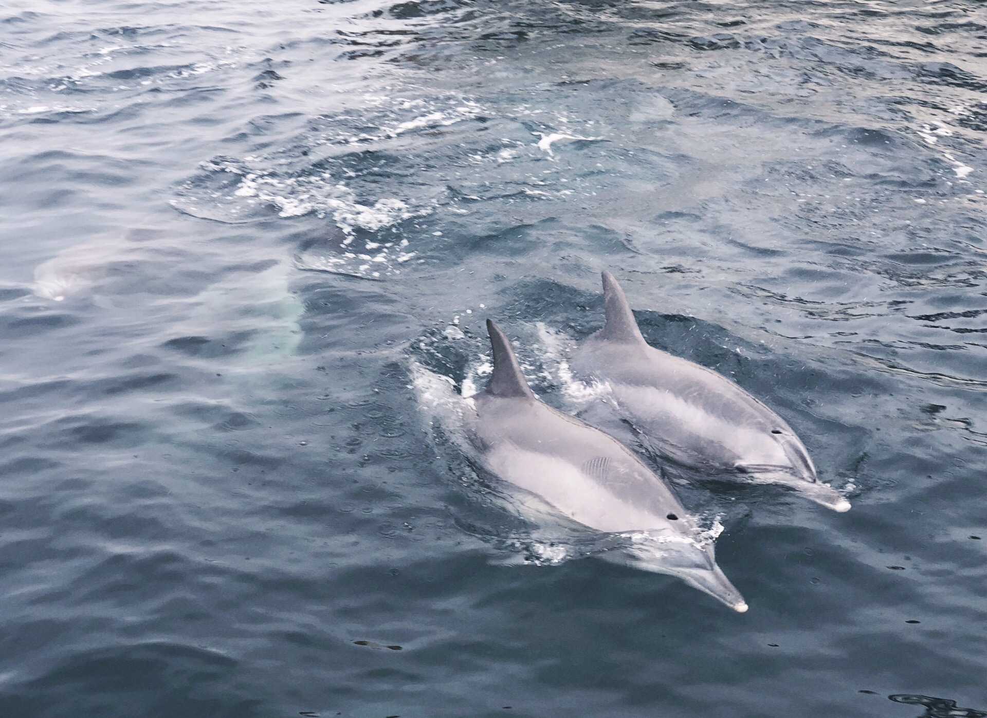 有明海区域常年有300只以上的海豚🐬群聚居。 虽更靠近熊本，但实际上船点在长崎的岛原港。 几乎不用技