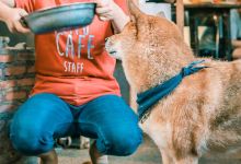 Inu Cafe美食图片