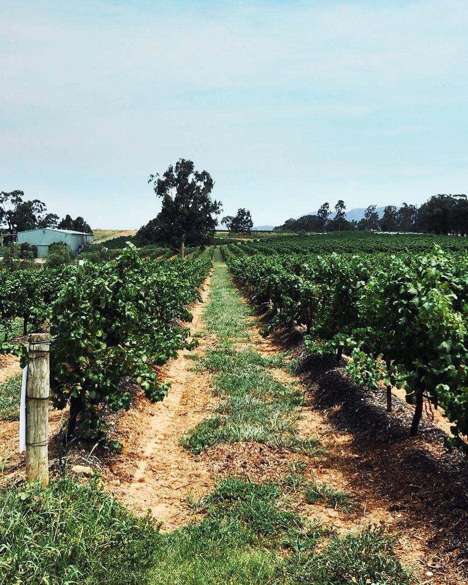 和我在 猎人谷 不醉不休  ⭐⭐澳大利亚有一个专门出产葡萄酒的谷，但却是由一百多个酒庄组成的，叫猎人