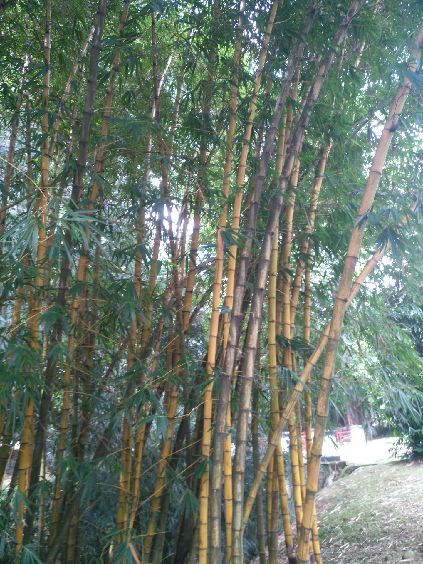 茂物，又名博果尔，位于印度尼西亚爪哇岛的西部，北距雅加达约 56公里。坐落在茂物市区的茂物植物园，是