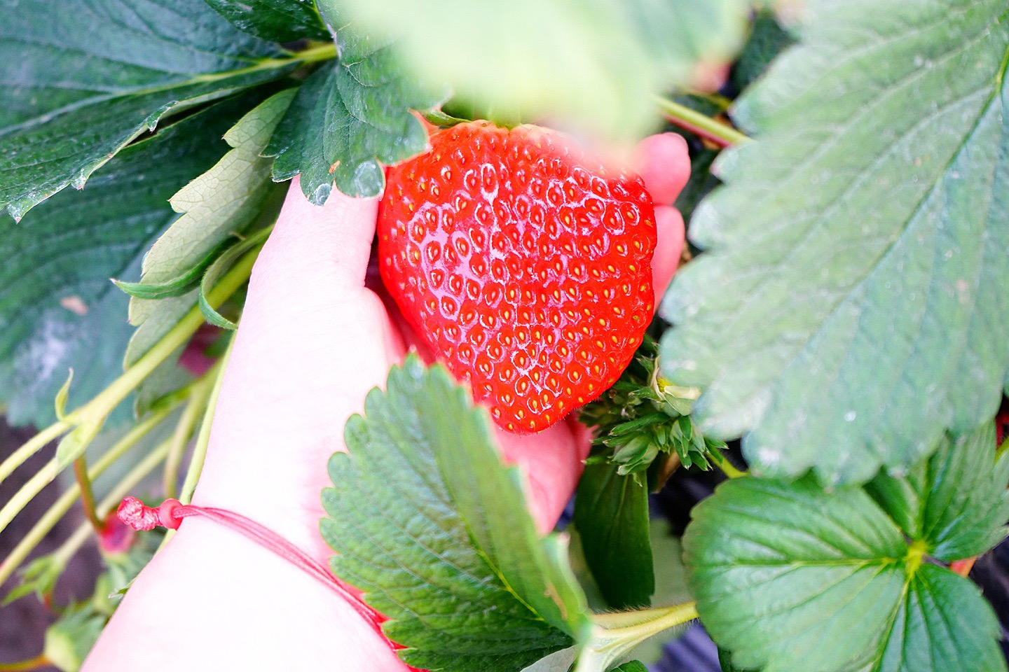 每年开春都会到朱家角采摘草莓🍓，蜜蜂🐝采蜜的原生态草莓做好吃，甜而不腻，个头大，超喜欢😘。