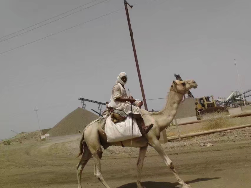 苏丹的放牧人，这里的骆驼都是单峰的。