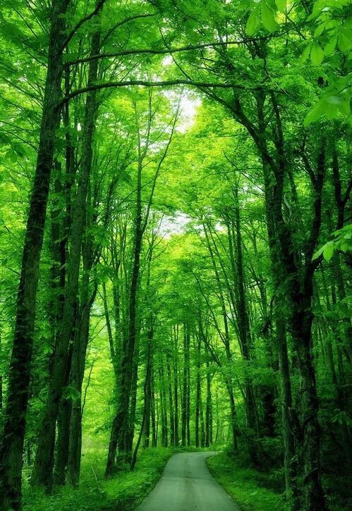 龙泰画廊