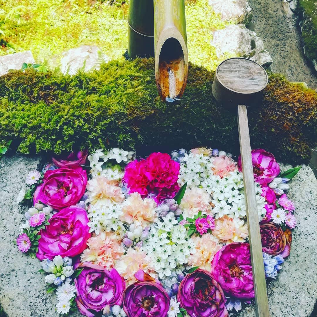 绣球花和紫阳花的秘境——楊谷寺  最近爆火的绣球花景点绝对少不了长冈京市的楊谷寺，虽然到这里来的交通