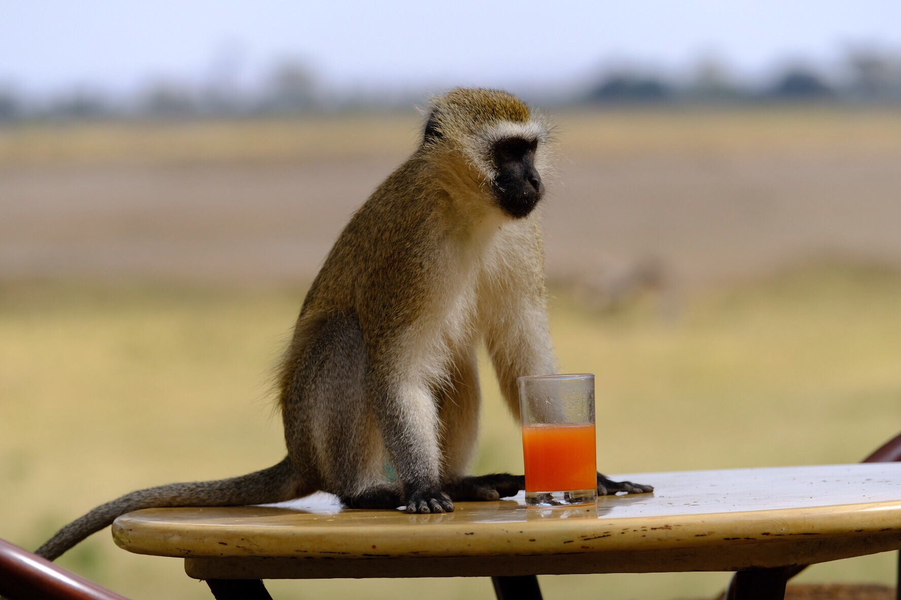 今天要分享的是Amboseli Serena Safari Lodge 来用下午茶，了解了这家可爱的