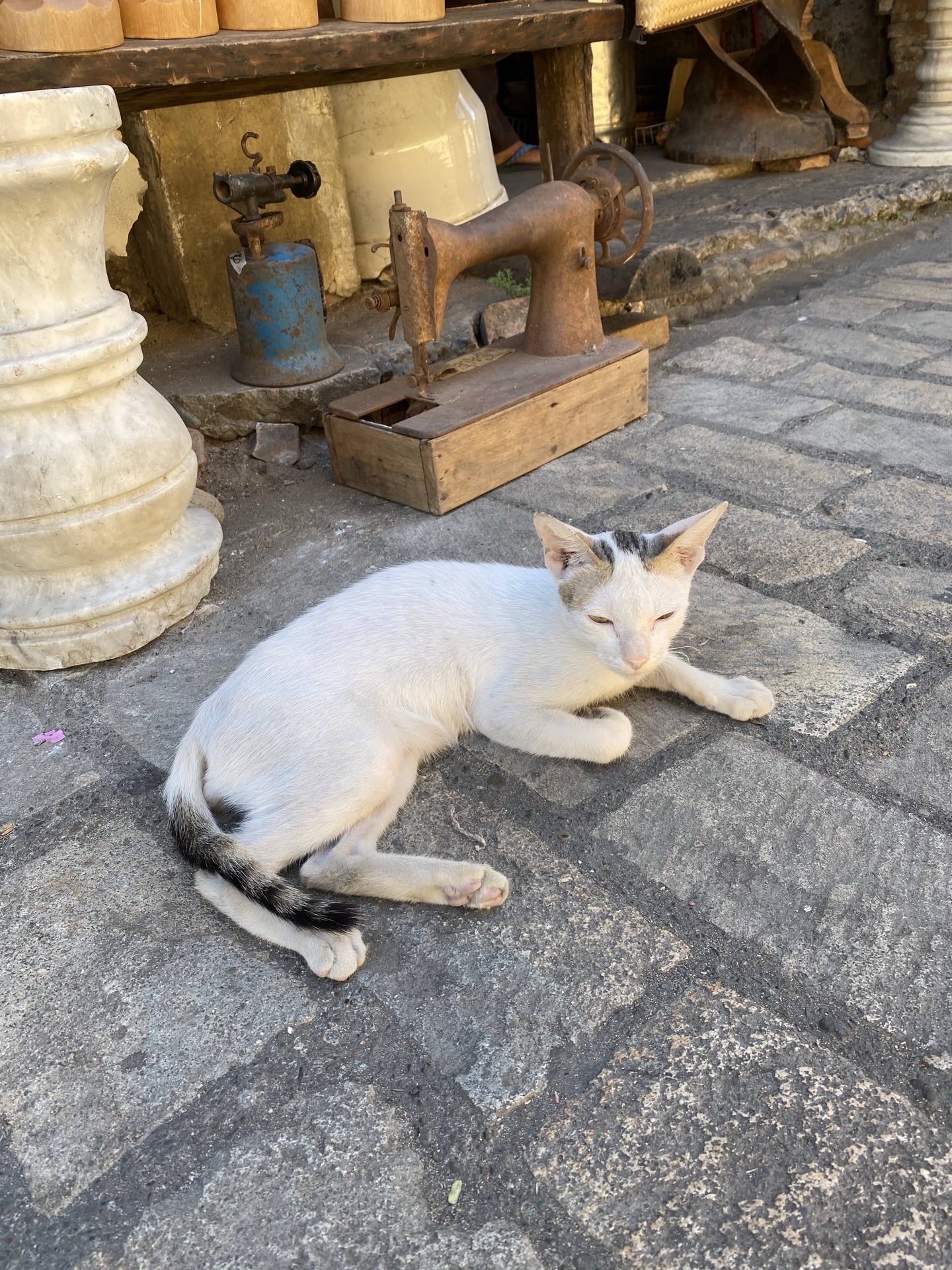 回忆：维甘古城2——街边怡然的猫猫