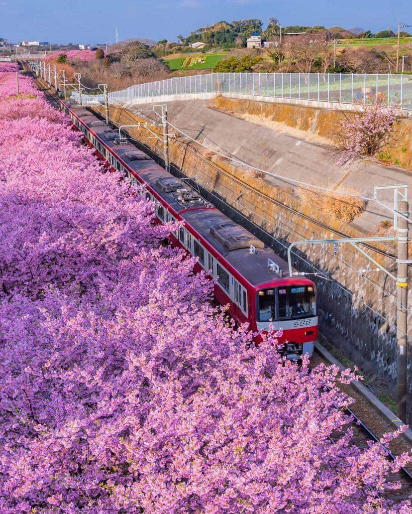 日本开往春天的列车，浪漫的粉红风景