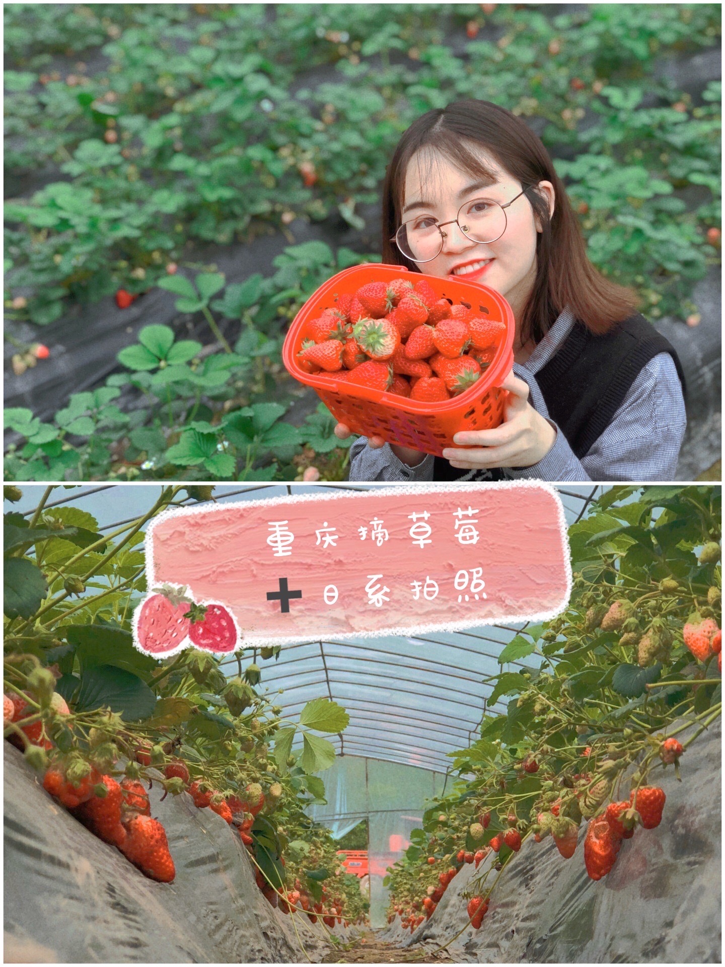 重庆大大小小的摘草莓的地方还是很多，选择一个性价高的地方，会让摘草莓旅程在开始就轻松！  😂我们去这