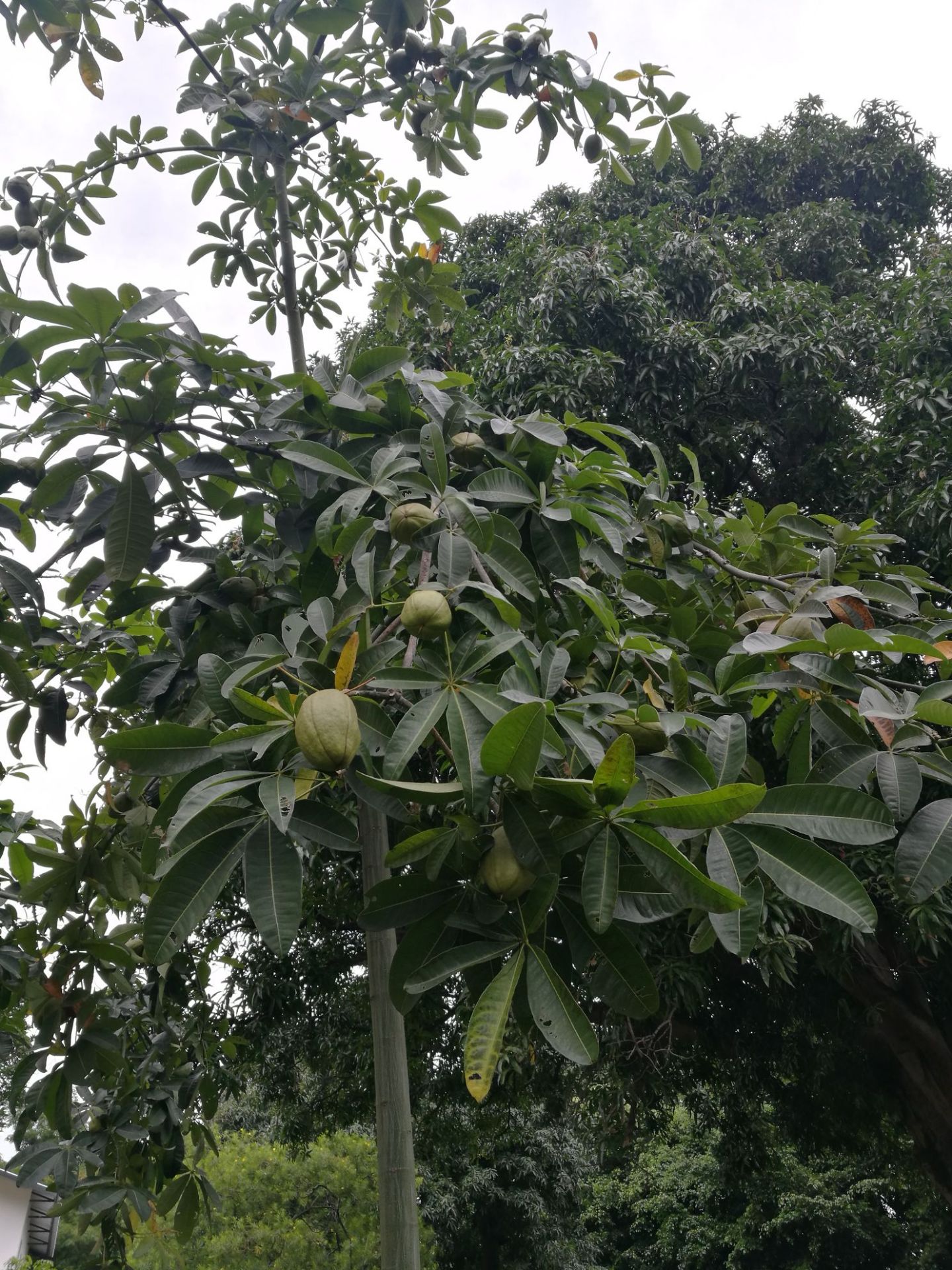 发财树的果实，还能食用，味道像极了花生的味道，一粒一粒，像人脑😜香蕉和木瓜树果实累累，旅行者树传说沙