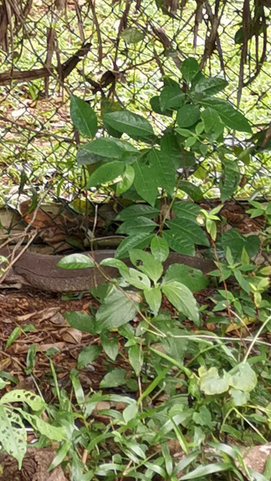 在我们住的guest house旁边看到了这个大蜥蜴。 卡多拉纳生态村酒店(Kadolana Eco