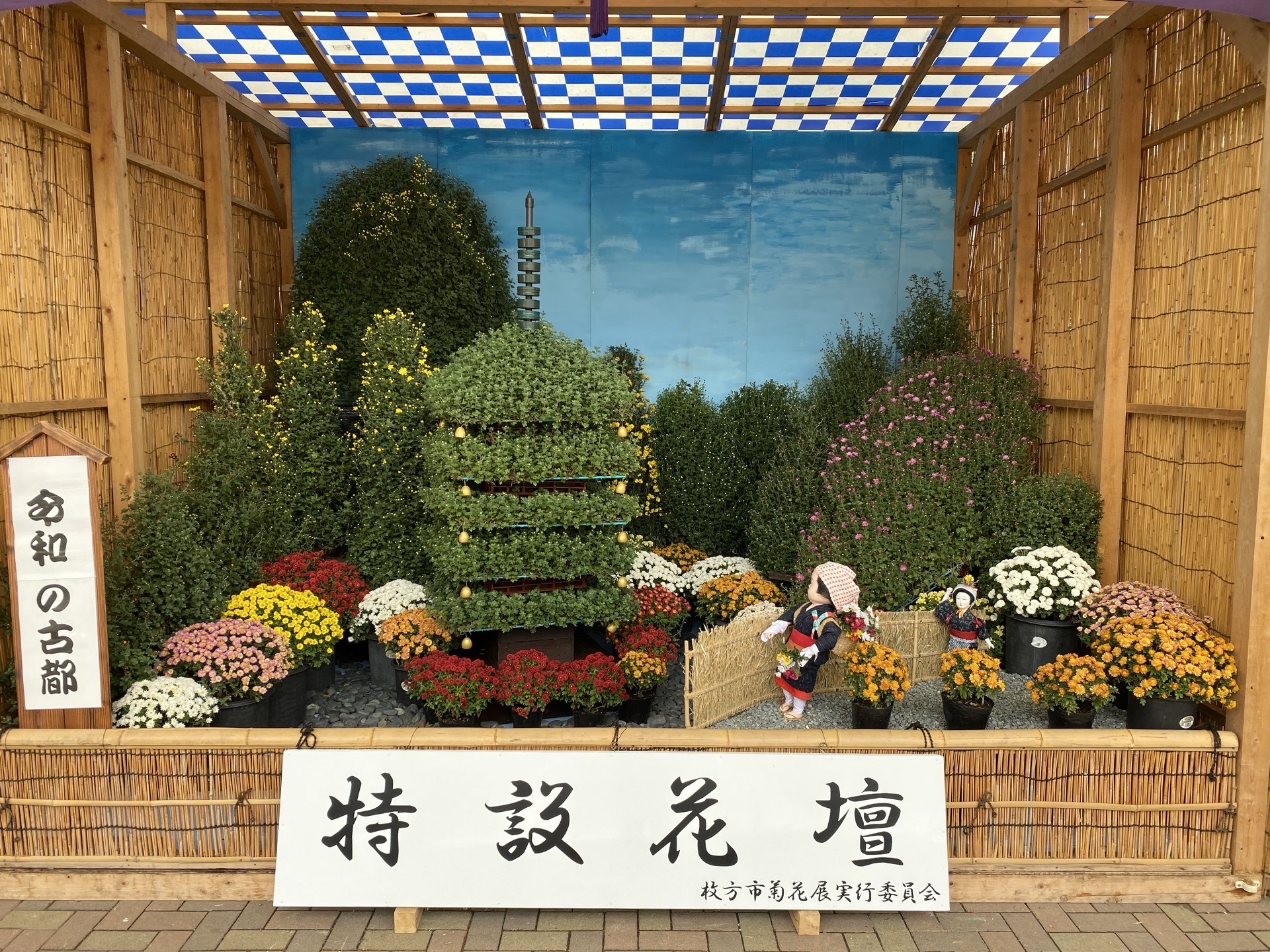 【大阪·枚方市】  枚方市的市花是菊花，每年都会举办菊花展，这里有全日本最美的菊花，请一定要来看一看