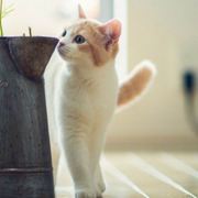 不吃味精的菇凉