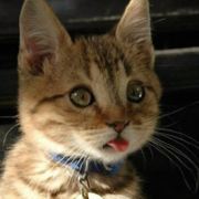 水中鱼和幸福小猪