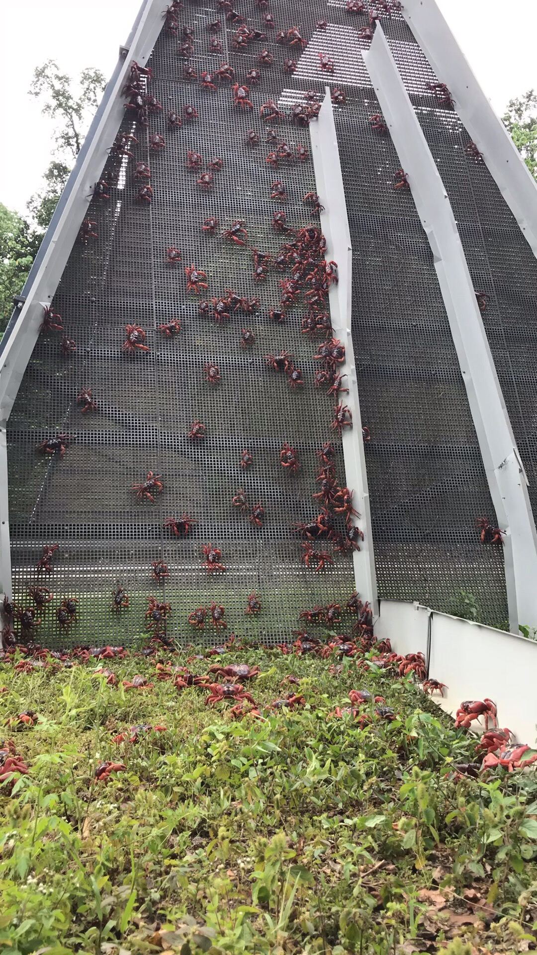 圣诞岛红蟹爬过天桥。为了保护迁徙季节的红蟹不被来往车辆压死，圣诞岛国家公园管理者修建了这样的天桥来让