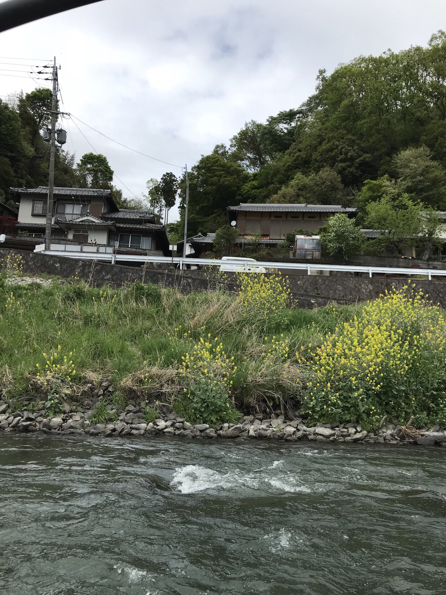 河水清澈，两岸是高耸的竹子，经台风扫荡两岸的竹子树成片倒下，日本政府规定倒掉的竹子任其自由风化成肥，