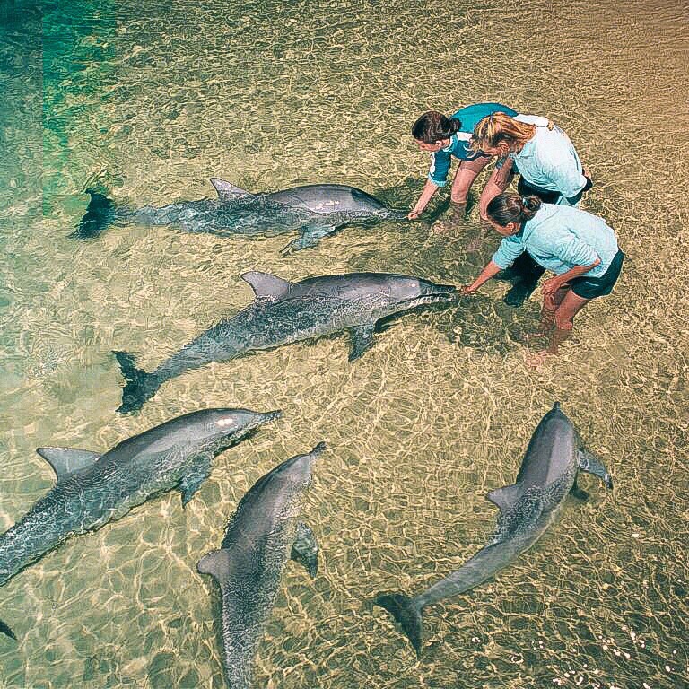 澳大利亚海豚岛｜可以玩的项目｜超有爱喂海豚、滑沙、观鲸、浮潜、皮划艇 🏖在岛上可以玩的项目： *❤️