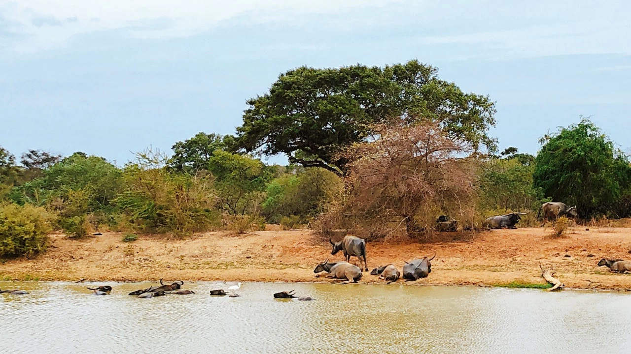 🐘大象也许是斯里兰卡多种野生动物中最著名的，但实际上他们只充当了这一拥挤的生态舞台上的一份子。🐆而斯