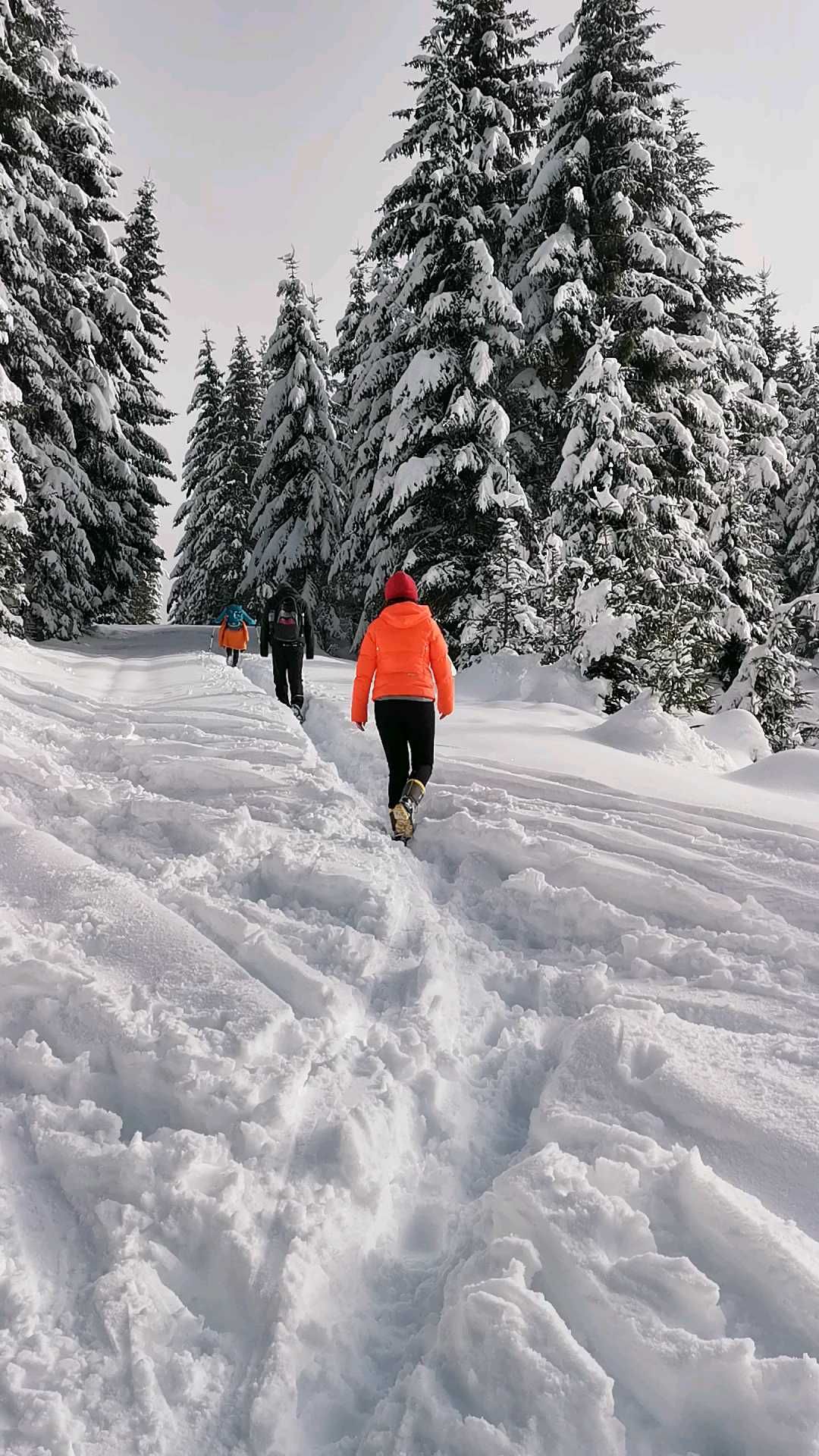 冬季的阿尔卑斯山不仅滑雪是首选，在大雪中徒步也非常过瘾！