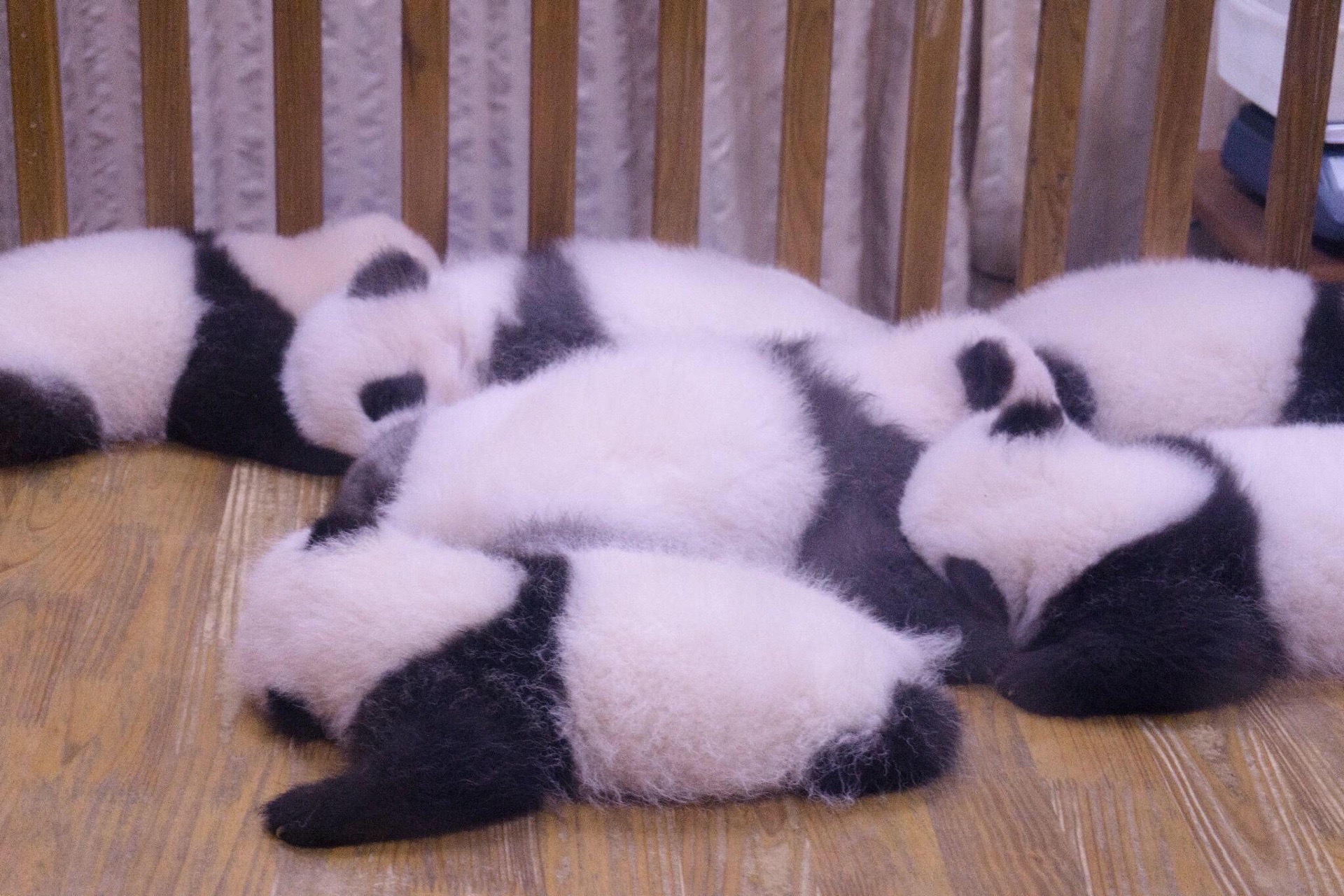 成都必打卡｜一定要去看看萌萌的大熊猫  ⚡️到成都旅游，不看国宝大熊猫的行程是不完整。萌萌的大熊猫很