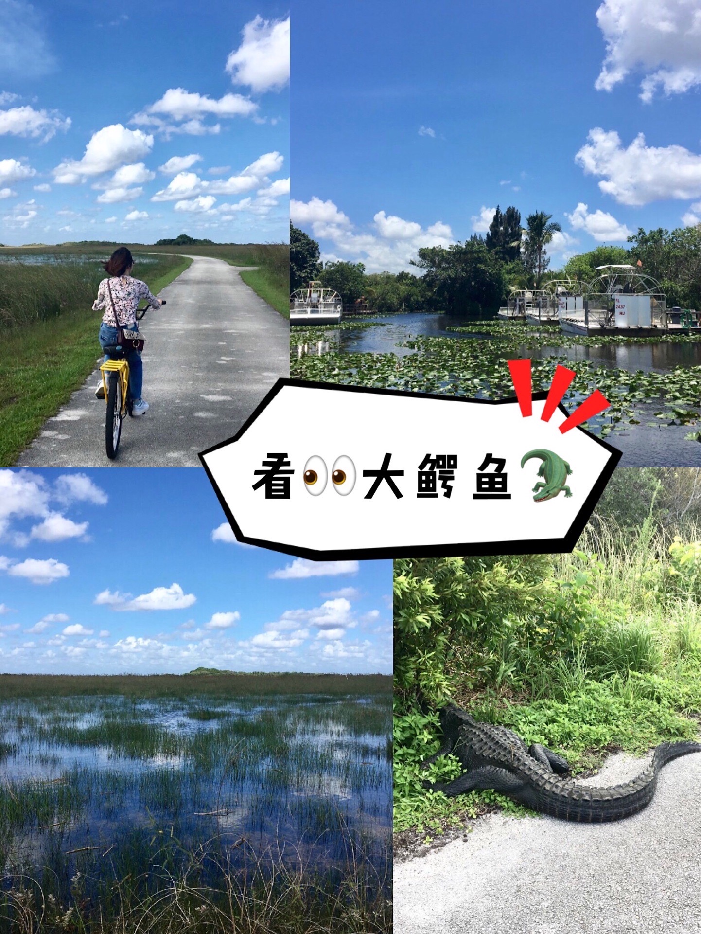 打卡大沼泽国家公园，骑着小黄车找鳄鱼🐊  佛罗里达南部的大沼泽国家公园不太大（和黄石相比），是以鳄鱼
