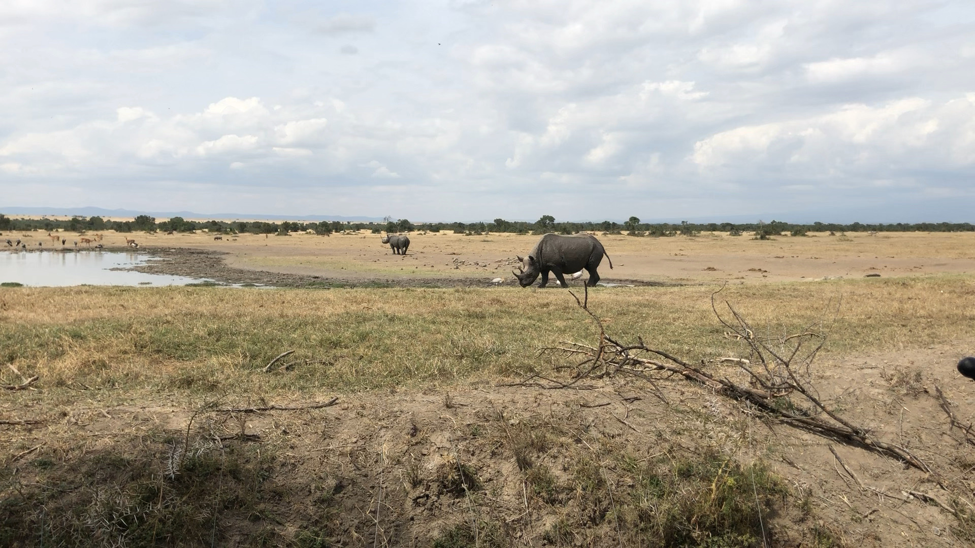 去东非旅行时会看到哪些可爱的动物？ Vlog001 今天开始陆续分享一些在东非Safari时遇到的动