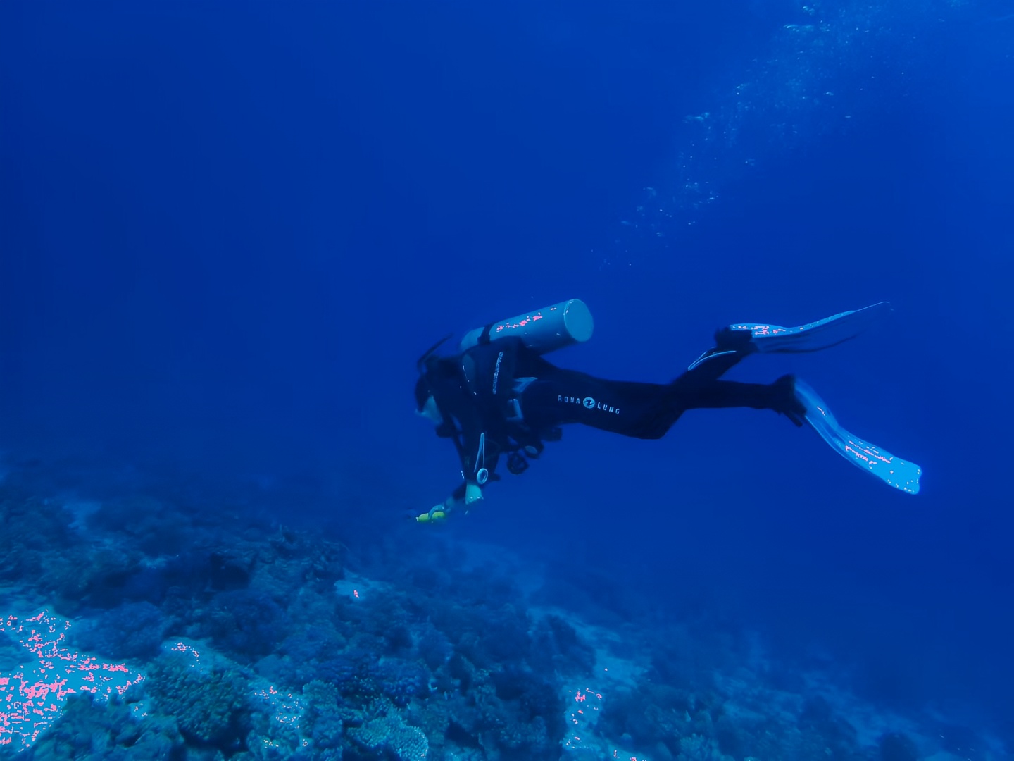 埃及攻略｜红海潜水之旅 在最最湛蓝的海洋中游荡！ 埃及最难忘的一天就是在赫尔格达红海潜水 一直有个小
