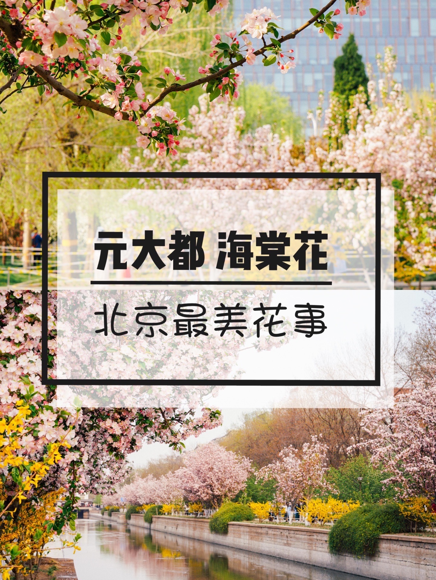 4月北京小月河海棠花