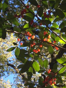 Barton Creek Greenbelt-奥斯汀-billyxie伟