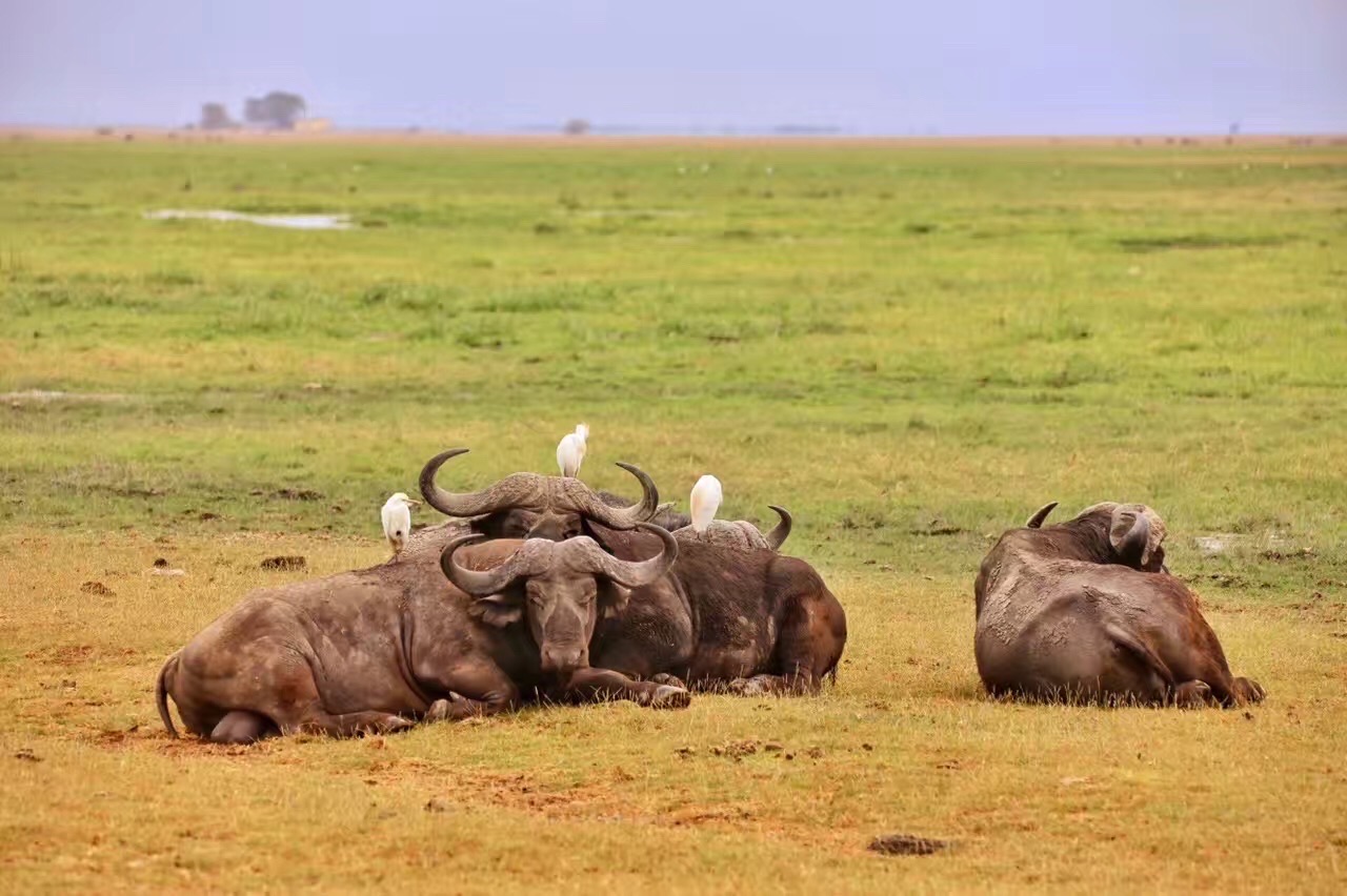 路小露的旅行✈️肯尼亚🇰🇪动物暂结尾  还有一组动物照片分享给大家，我一直都是分组列的动物图片，一直