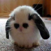 爱牛排的小妖精