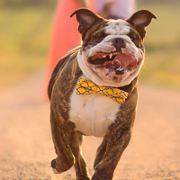 大力水手爱吃菠菜