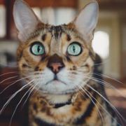 可爱的夏日蔷薇