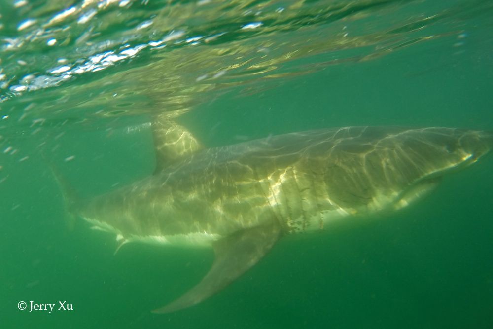 在南非开普敦附近的汉斯拜可以在水下观赏大白鲨，人在笼子里，确保安全，大白鲨在大海里，好奇的看着我们。