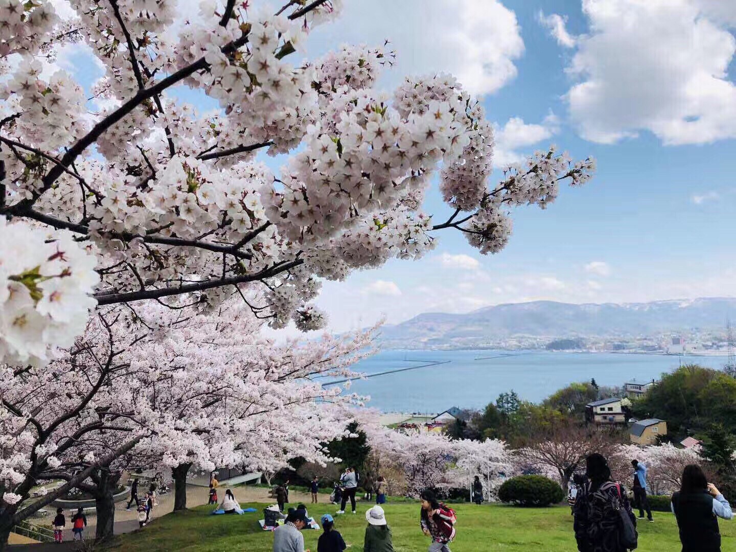 樱花的地位在日本是举足轻重的，在许多动漫里樱花甚至扮演着某些角色和寓意。今年北海道的花期比往年略微早