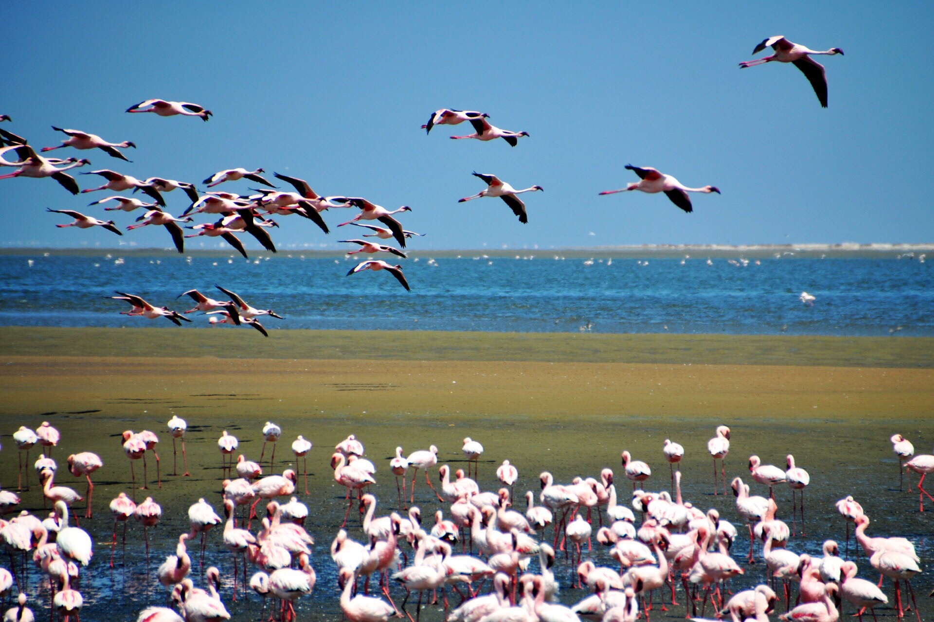 纳米比亚 鲸湾港 海边的火烈鸟群 第一次大规模看到
